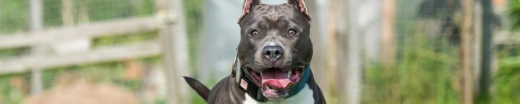 Dog Breeds cause serious bite injuries